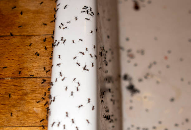 Liberty Corner, NJ Pest Control Company